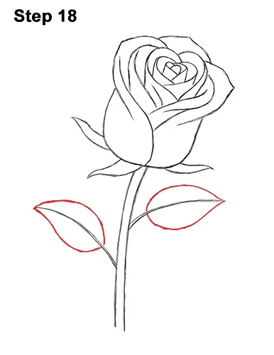 How to Draw Red Rose 18