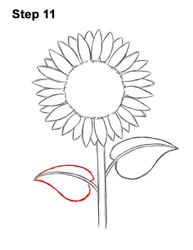 How to a Draw Cartoon Yellow Flower Sunflower 11