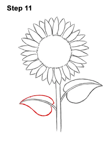 How To Draw A Sunflower Video Step By Step Pictures