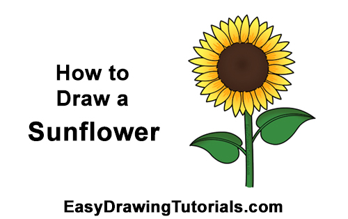 How to a Draw Cartoon Yellow Flower Sunflower