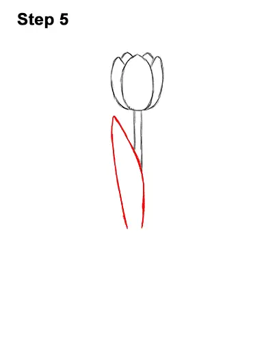 How to Draw Cartoon Pink Flowers Tulips 5